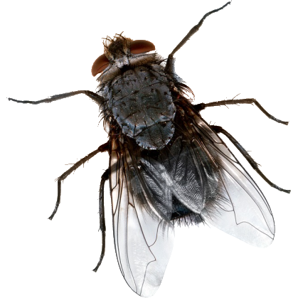 Fliege